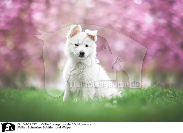 Weier Schweizer Schferhund Welpe / Berger Blanc Suisse Puppy / DH-02552