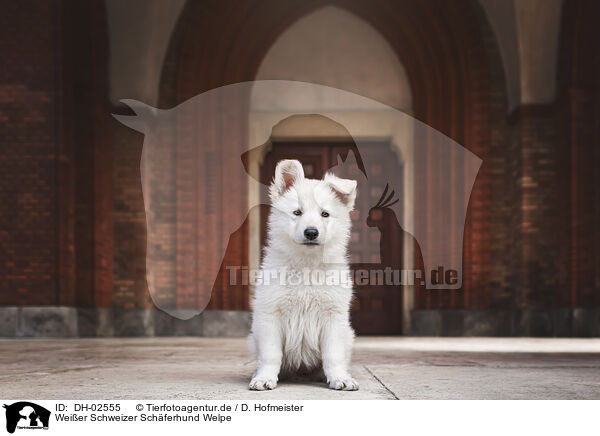 Weier Schweizer Schferhund Welpe / DH-02555