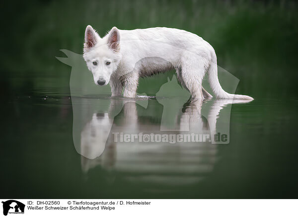 Weier Schweizer Schferhund Welpe / DH-02560