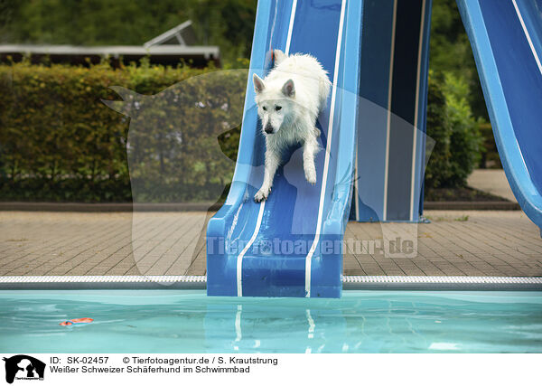 Weier Schweizer Schferhund im Schwimmbad / SK-02457