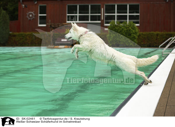 Weier Schweizer Schferhund im Schwimmbad / SK-02461