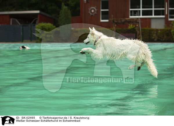 Weier Schweizer Schferhund im Schwimmbad / SK-02465
