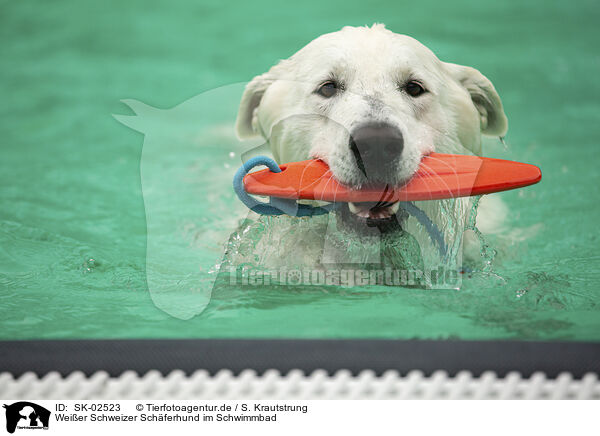 Weier Schweizer Schferhund im Schwimmbad / SK-02523