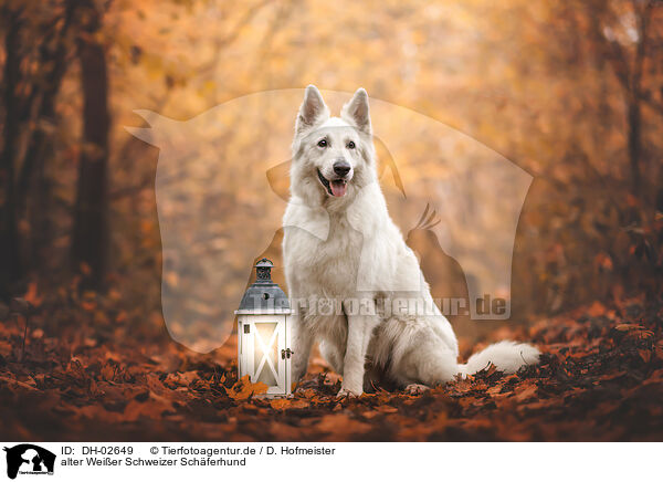alter Weier Schweizer Schferhund / DH-02649