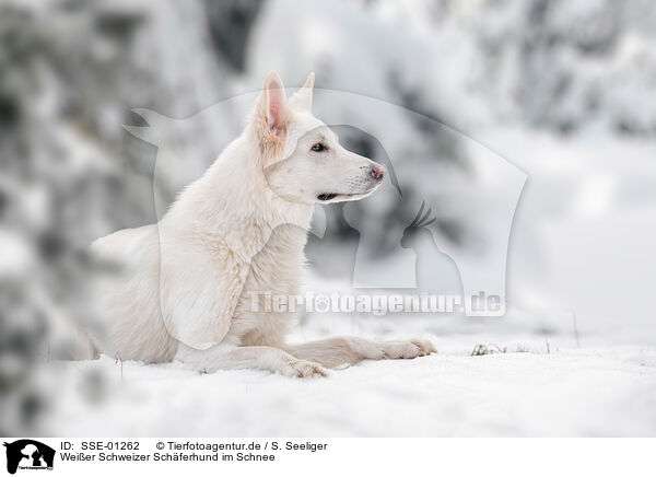 Weier Schweizer Schferhund im Schnee / Berger Blanc Suisse in the snow / SSE-01262