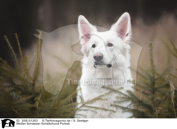 Weier Schweizer Schferhund Portrait / Berger Blanc Suisse Portrait / SSE-01263