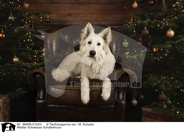 Weier Schweizer Schferhund / Berger Blanc Suisse / MARS-01053