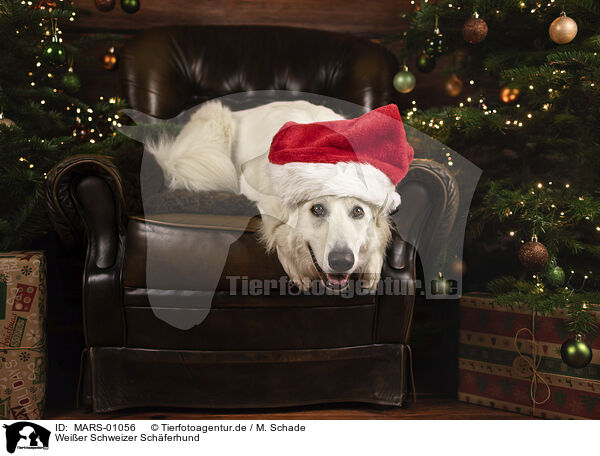 Weier Schweizer Schferhund / MARS-01056