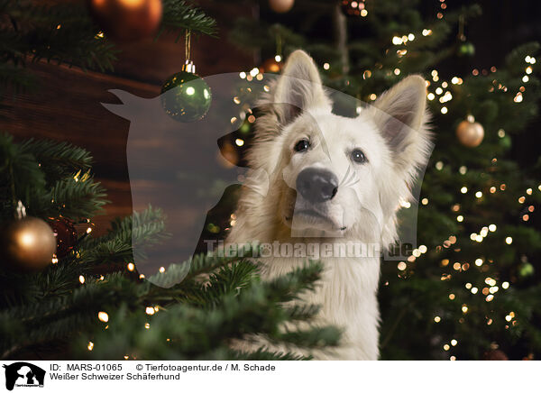 Weier Schweizer Schferhund / Berger Blanc Suisse / MARS-01065