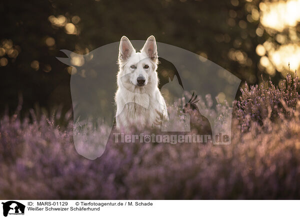 Weier Schweizer Schferhund / Berger Blanc Suisse / MARS-01129