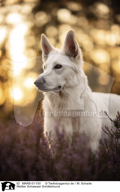 Weier Schweizer Schferhund / Berger Blanc Suisse / MARS-01150