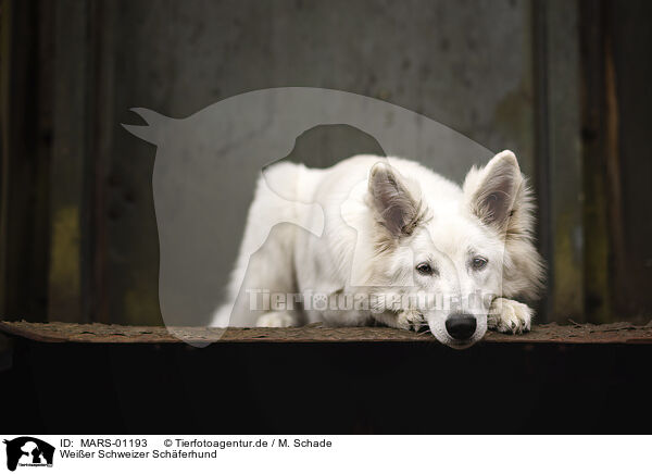 Weier Schweizer Schferhund / Berger Blanc Suisse / MARS-01193