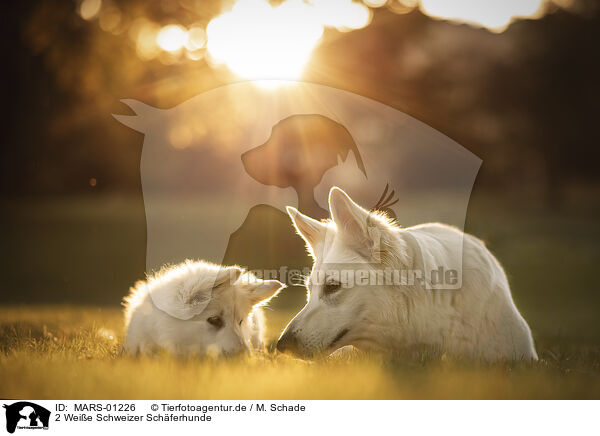 2 Weie Schweizer Schferhunde / MARS-01226
