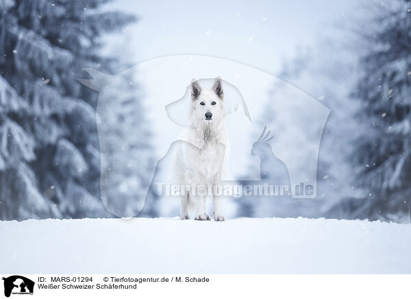 Weier Schweizer Schferhund / MARS-01294