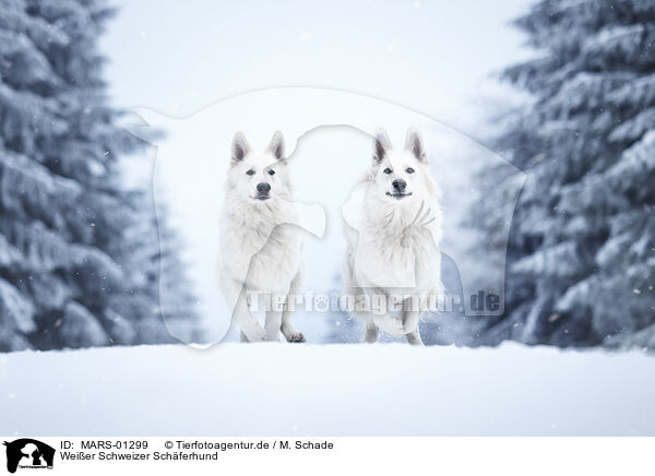 Weier Schweizer Schferhund / Berger Blanc Suisse / MARS-01299