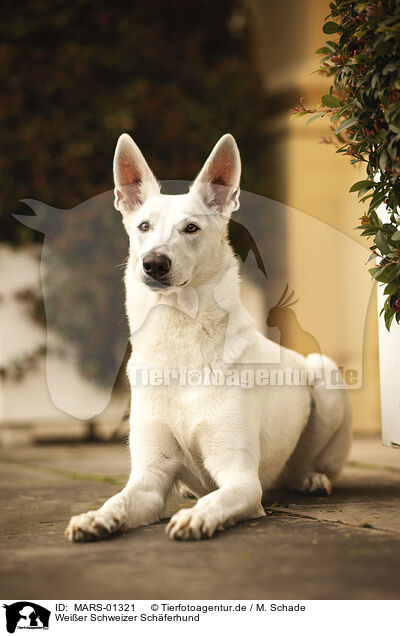Weier Schweizer Schferhund / MARS-01321