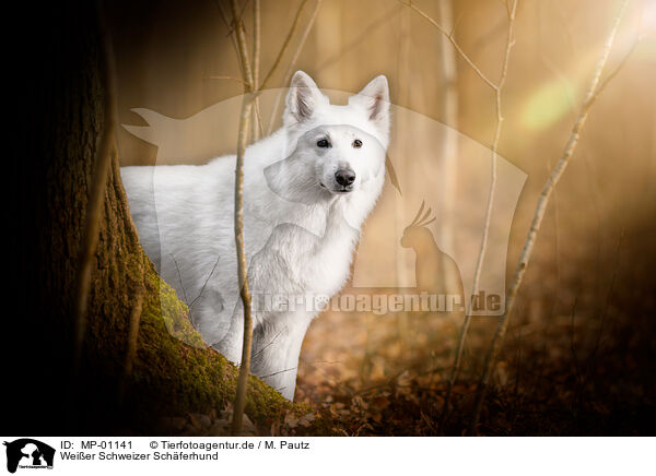 Weier Schweizer Schferhund / Berger Blanc Suisse / MP-01141