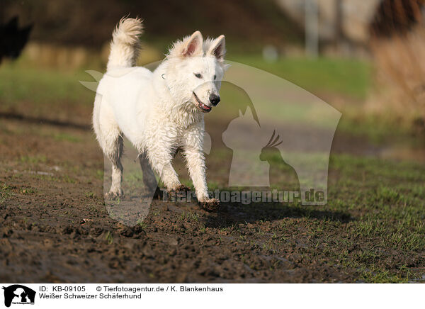 Weier Schweizer Schferhund / KB-09105