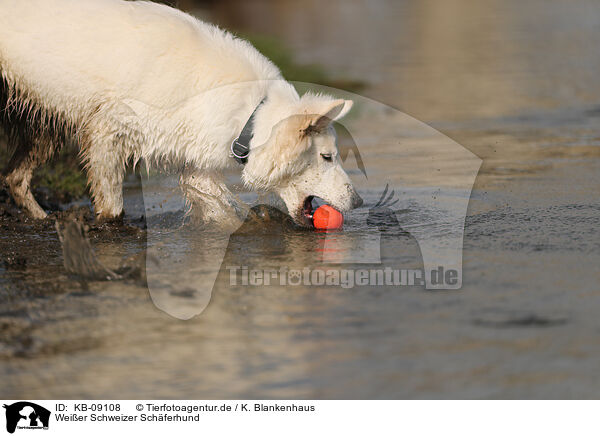 Weier Schweizer Schferhund / KB-09108