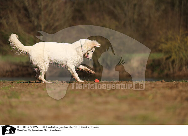 Weier Schweizer Schferhund / KB-09125