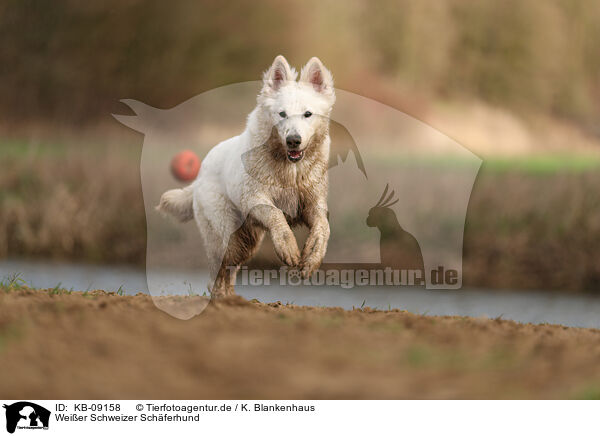 Weier Schweizer Schferhund / KB-09158