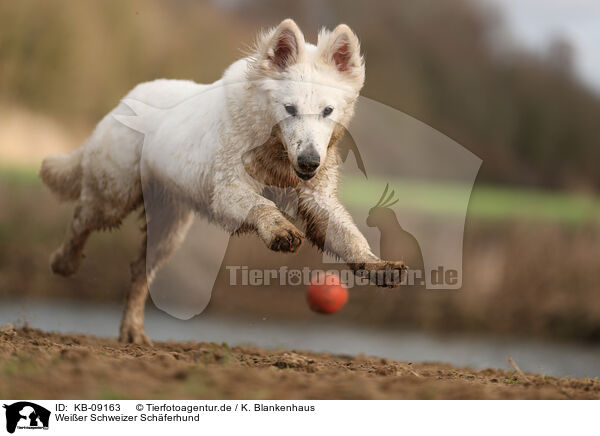 Weier Schweizer Schferhund / KB-09163