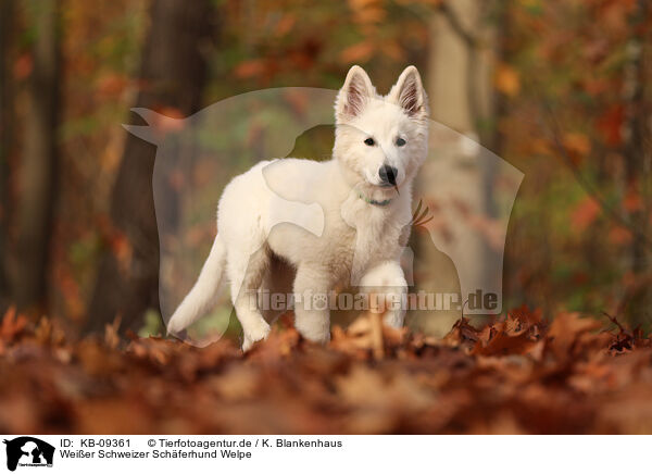 Weier Schweizer Schferhund Welpe / Berger Blanc Suisse Puppy / KB-09361