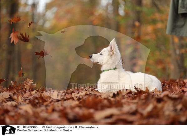 Wei�er Schweizer Sch�ferhund Welpe / Berger Blanc Suisse Puppy / KB-09365