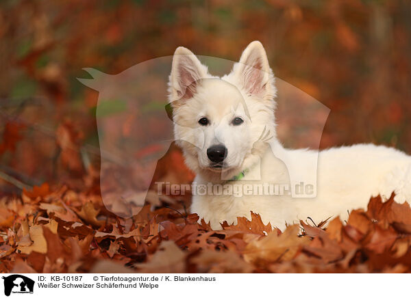 Weier Schweizer Schferhund Welpe / KB-10187