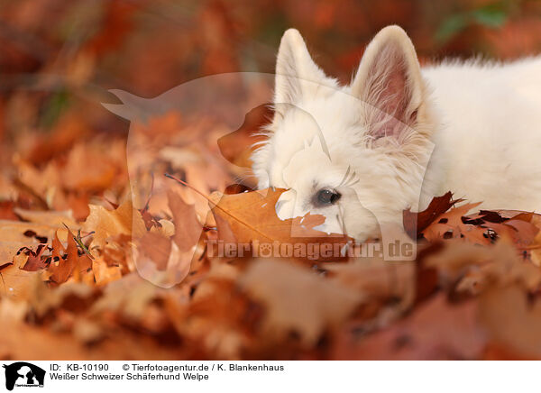 Weier Schweizer Schferhund Welpe / Berger Blanc Suisse Puppy / KB-10190