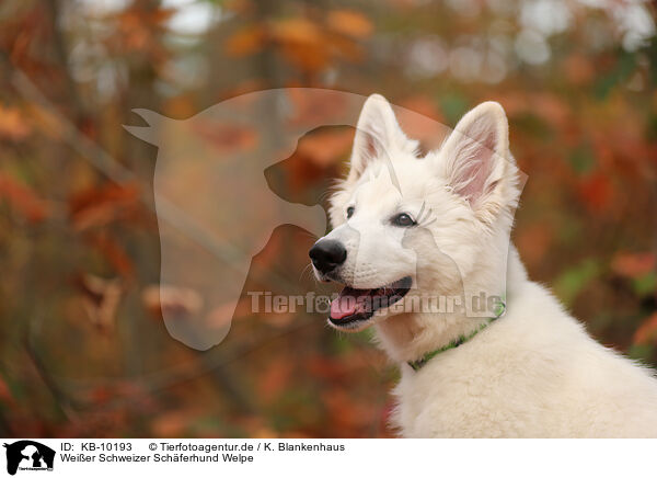 Weier Schweizer Schferhund Welpe / Berger Blanc Suisse Puppy / KB-10193