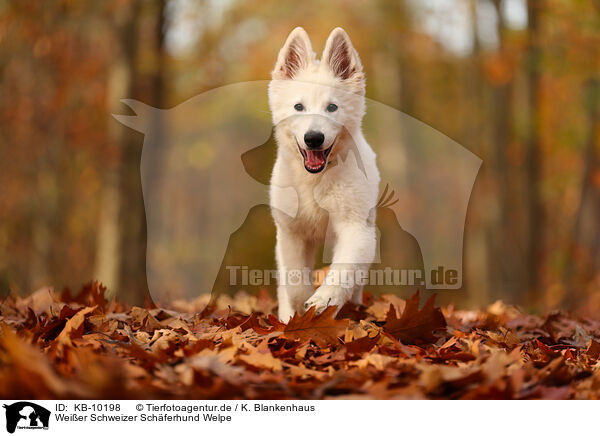 Weier Schweizer Schferhund Welpe / KB-10198