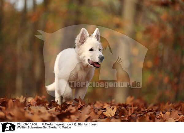 Weier Schweizer Schferhund Welpe / KB-10200