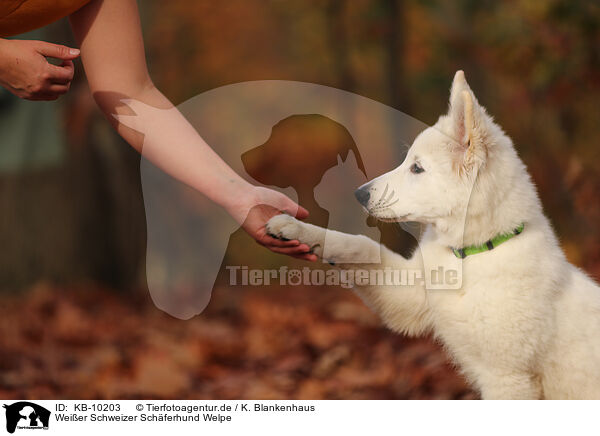 Weier Schweizer Schferhund Welpe / Berger Blanc Suisse Puppy / KB-10203