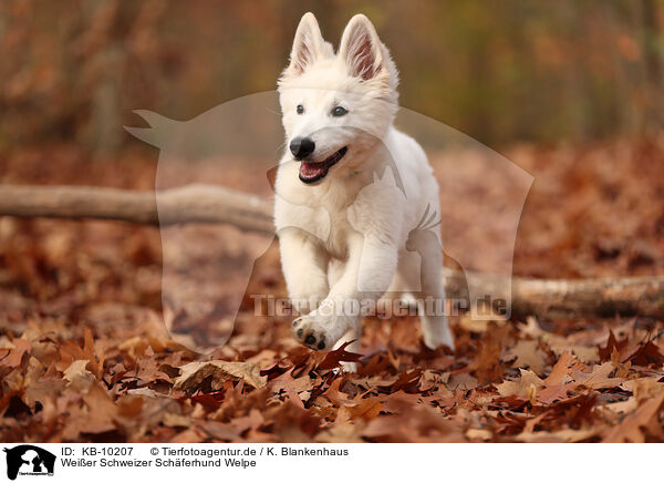 Weier Schweizer Schferhund Welpe / Berger Blanc Suisse Puppy / KB-10207