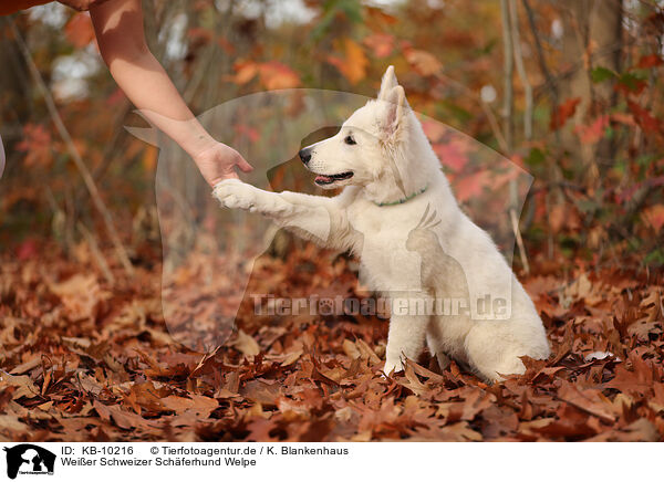 Weier Schweizer Schferhund Welpe / Berger Blanc Suisse Puppy / KB-10216