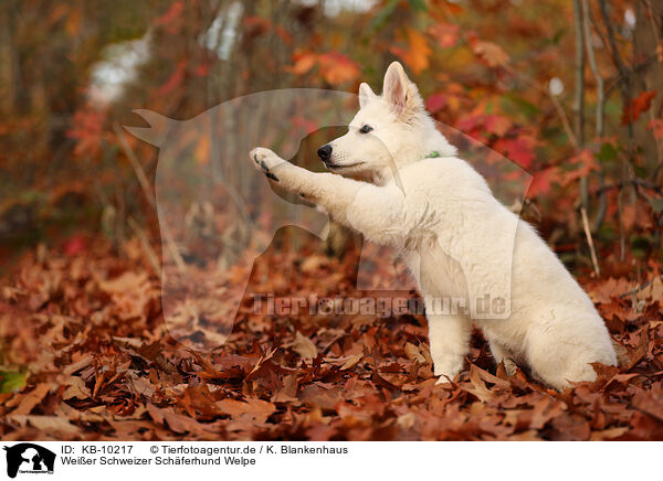 Weier Schweizer Schferhund Welpe / KB-10217