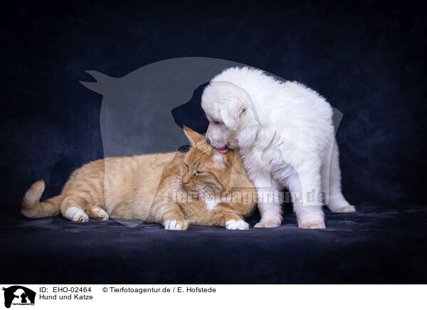 Hund und Katze / dog and cat / EHO-02464