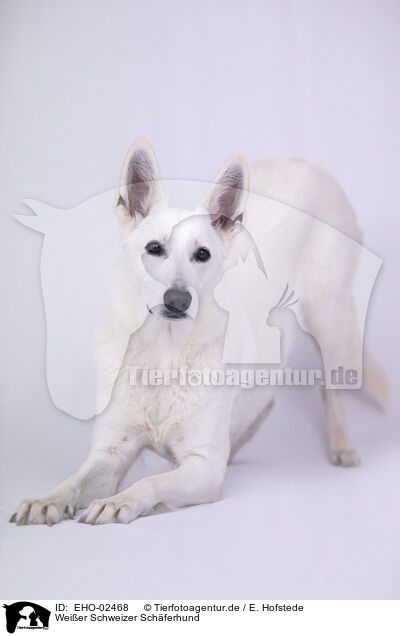 Weier Schweizer Schferhund / Berger Blanc Suisse / EHO-02468