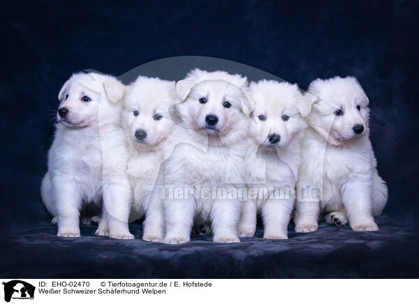 Weier Schweizer Schferhund Welpen / Berger Blanc Suisse Puppies / EHO-02470