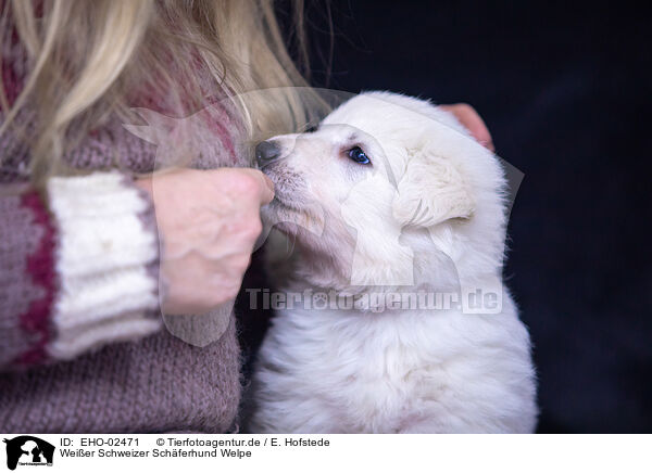 Weier Schweizer Schferhund Welpe / Berger Blanc Suisse Puppy / EHO-02471
