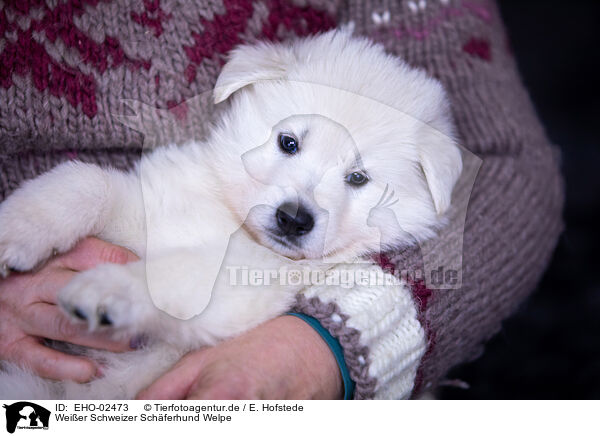 Weier Schweizer Schferhund Welpe / Berger Blanc Suisse Puppy / EHO-02473