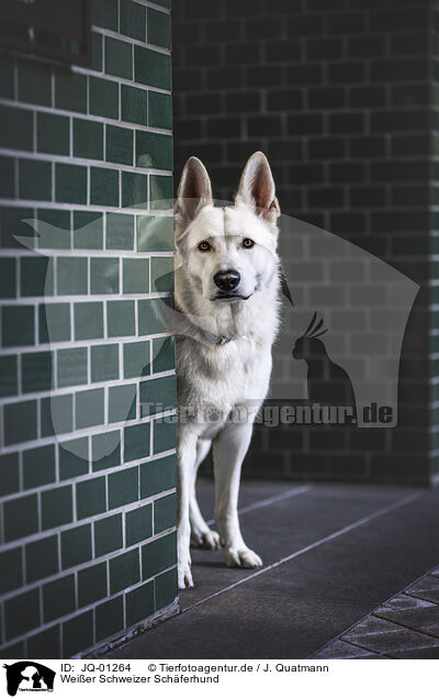 Weier Schweizer Schferhund / JQ-01264