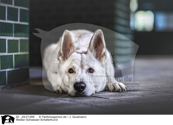 Weier Schweizer Schferhund / JQ-01266