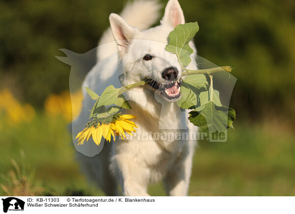 Weier Schweizer Schferhund / Berger Blanc Suisse / KB-11303