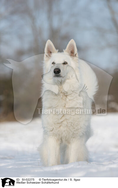 Weier Schweizer Schferhund / Berger Blanc Suisse / SI-02275