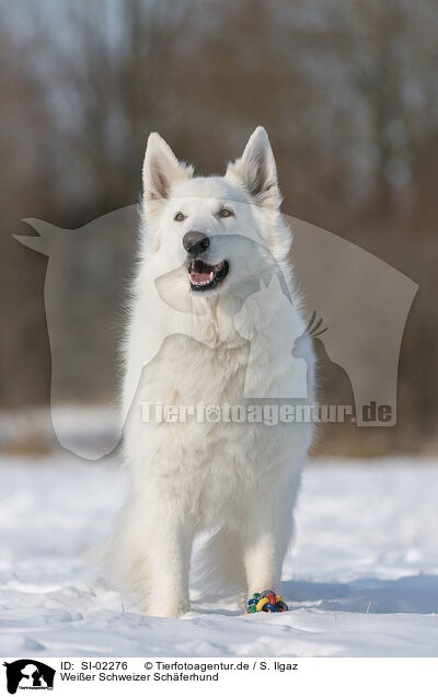 Weier Schweizer Schferhund / Berger Blanc Suisse / SI-02276