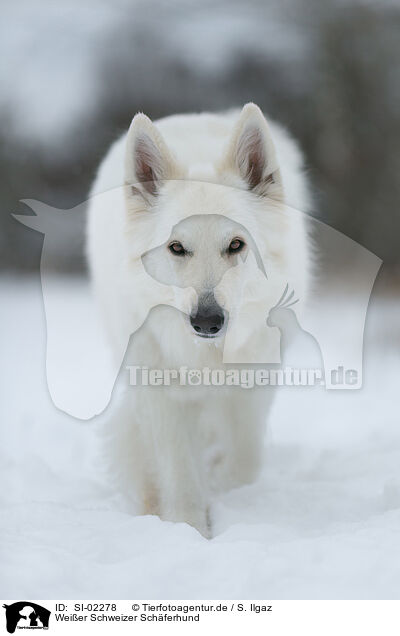 Weier Schweizer Schferhund / Berger Blanc Suisse / SI-02278