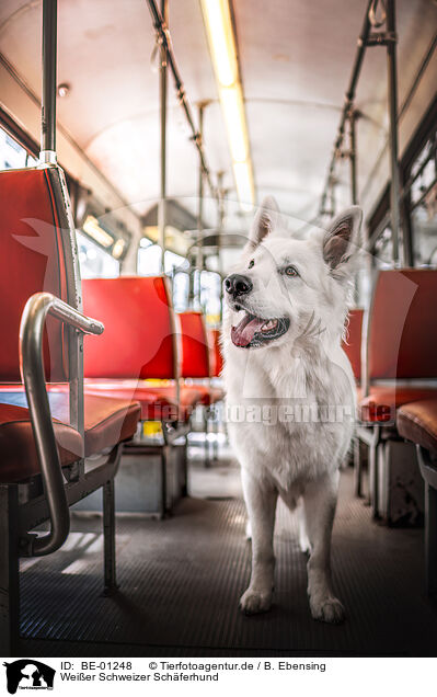 Weier Schweizer Schferhund / Berger Blanc Suisse / BE-01248