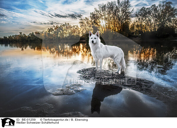 Weier Schweizer Schferhund / Berger Blanc Suisse / BE-01259